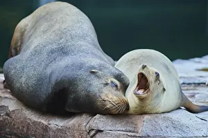 Harbor seal (Phoca vitulina) male and female lying on a rock