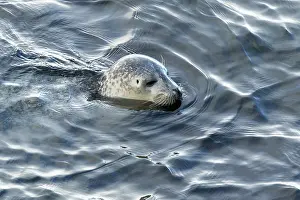 Harbor seal, phoca vitulina vitulina