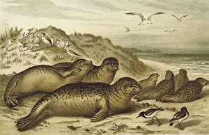 Harbor seal, a seal from the family of harbour seals (Phoca vitulina)