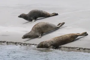 Harbor seals (Phoca vitulina) on a sandbank