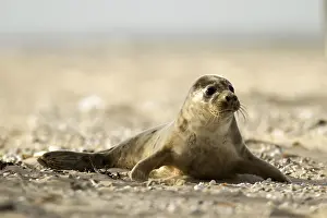 Harbour seal