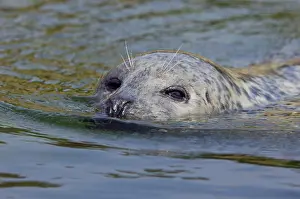 Harbour Seal or Common Seal (Phoca vitulina)