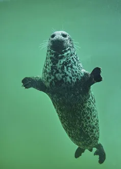 Harbour seal or common seal (Phoca vitulina) swimming under water