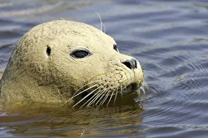 Harbour seal (Phoca vitulina)