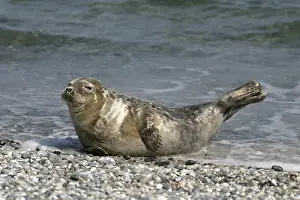 Harbour seal (Phoca vitulina)
