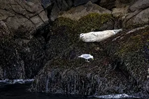 Framed Print : Harbour seal (Phoca vitulina) lying on rocks on the coast