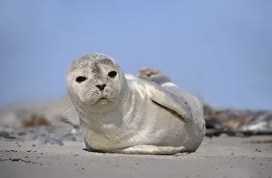 Harbour Seal (Phoca vitulina), pup
