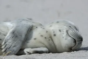 Harbour Seal (Phoca vitulina), pup