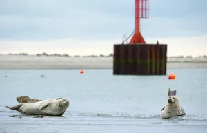 Several harbour seals (Phoca vitulina)