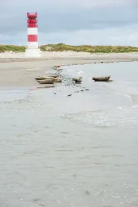 Several harbour seals (Phoca vitulina)