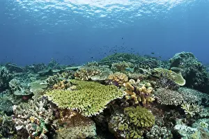 Hard coral reef, Raja Ampat, West Papua, Indonesia