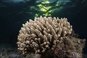 Hard corals, North Ari Atoll, Indian Ocean