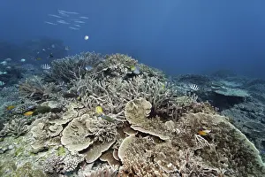 Hard corals, reef with various fish species
