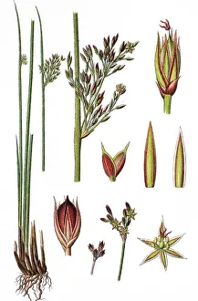 Hard rush (Juncus glaucus), medicinal plant