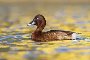 Hardhead (Aythya australis) male