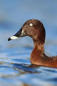 Hardhead (Aythya australis) male