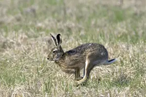 Hare, (Lepus europaeus), running during bumping season