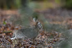 A hare (Lepus europaeus) suddenly appears in front of my hiding place