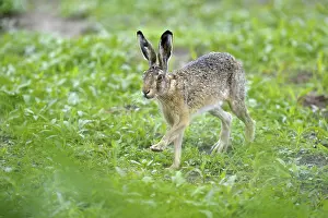 Hare (Lepus europaeus), Texel, Wadden Islands