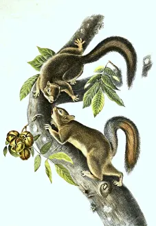 Hare squirrel, Histoic, digitally restored reproduction of a 19th century original