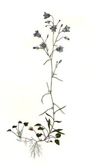 Harebell (Campanula rotundifolia)