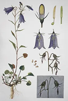Harebell (Campanula rotundifolia)