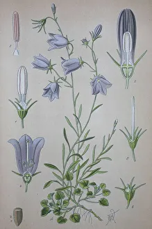 Harebell (Campanula rotundifolia)