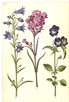 Harebell (Campanula rotundifolia)