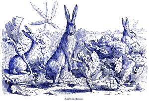 Three hares in the cabbage, Hubertus hunting and hunting scenes