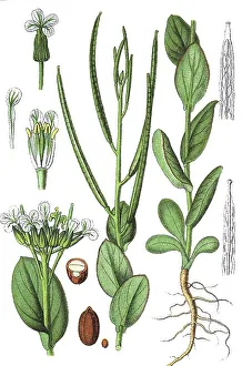 Hare's ear mustard (Conringia orientalis)