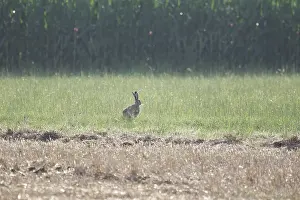 Hares (Leporidae), Meadow, morning
