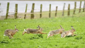 Several hares (Lepus europaeus) running and playing in a meadow during the mating season