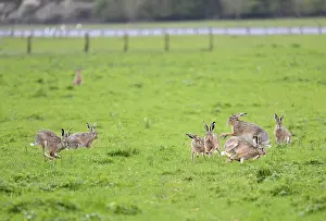 Several hares (Lepus europaeus) running and playing in a meadow during the mating season
