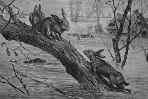 Hares seeking refuge on a tree trunk during a flood