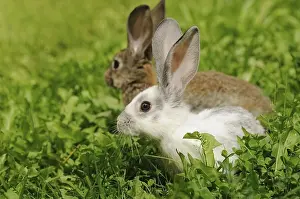 Two hares sitting in the grass
