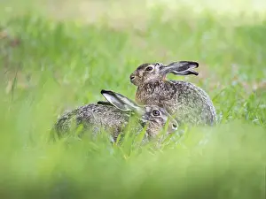 Two hares sitting at a meadow in spring