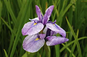 Harlequin blueflag, Larger blue flag (Iris versicolor)