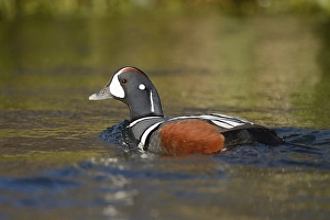 Harlequin duck (Histrionicus histrionicus)