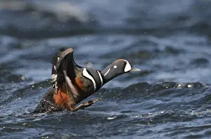 Harlequin duck (Histrionicus histrionicus)