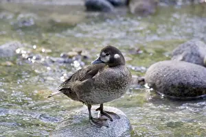 Harlequin Duck (Histrionicus histrionicus)