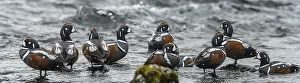 Harlequin Duck (Histrionicus histrionicus) male