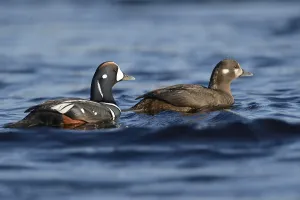Harlequin ducks (Histrionicus histrionicus)