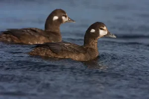 Harlequin Ducks (Histrionicus histrionicus)