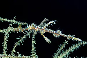 Harlequin ghost pipefish, Solenostomus paradoxus
