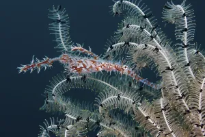 Harlequin ghost pipefish, Solenostomus paradoxus