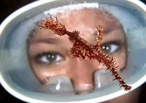 Harlequin ghost pipefish (Solenostomus paradoxus)