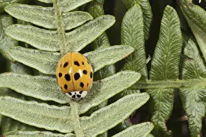 Harlequin Ladybird (Harmonia axyridis)