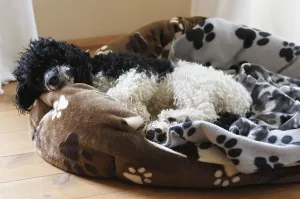Harlequin poodle, Oberuckersee, Germany, Europe