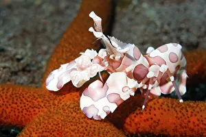 Harlequin shrimp (Hymenocera picta) on a red starfish