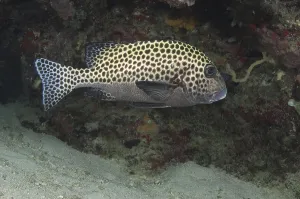 Harlequin Sweetlips (Plectorhinchus)